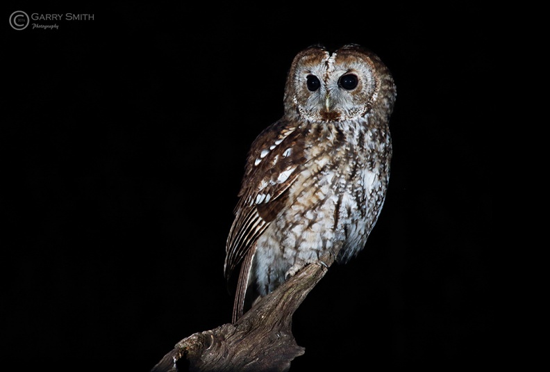 Tawny owl 3.jpg